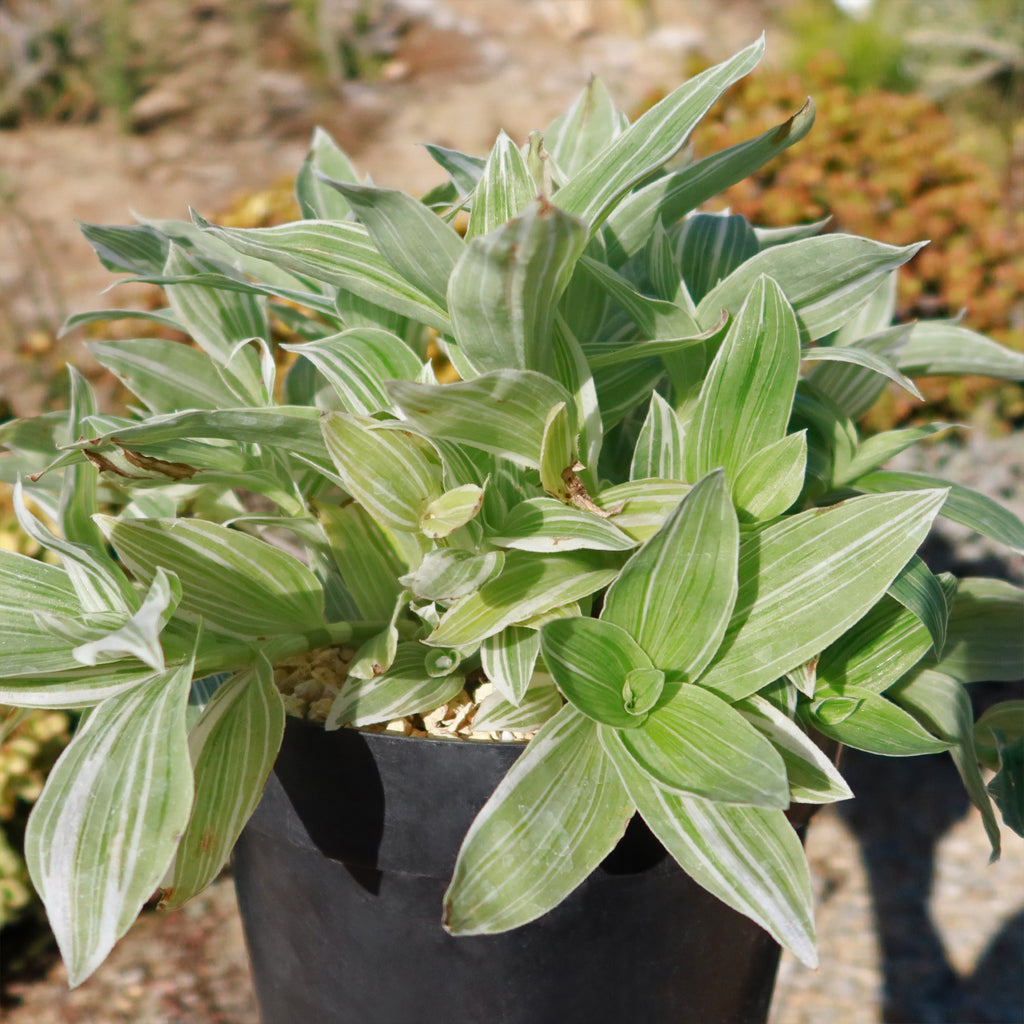 Tradescantia albiflora &