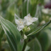 Tradescantia albiflora &