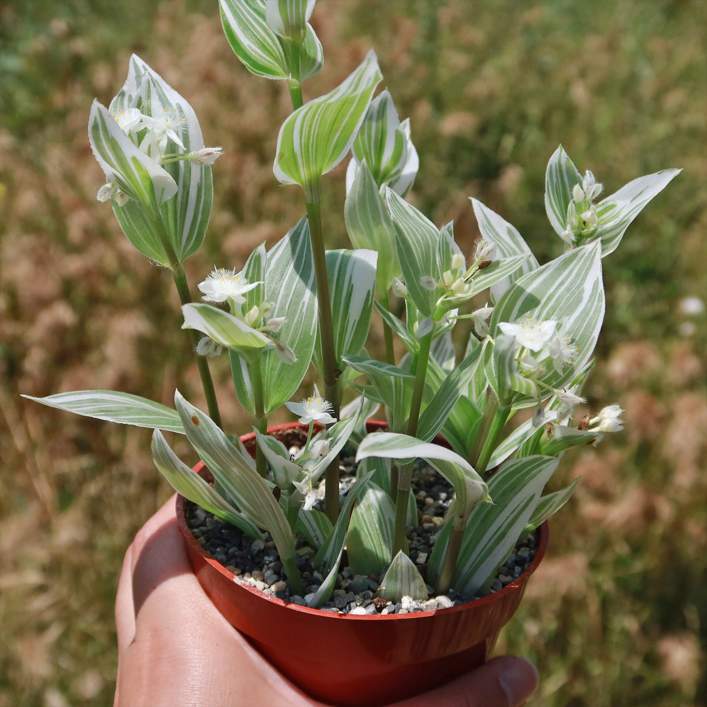 wandering jew plant succulent White Wandering Jew 'Tradescantia albiflora variegata'
