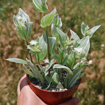Tradescantia albiflora 'variegata'