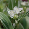 Tradescantia albiflora &