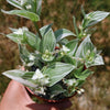 Tradescantia albiflora &