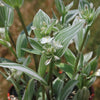 Tradescantia albiflora &