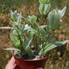 Tradescantia albiflora &