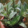 Tradescantia albiflora &