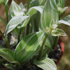 Tradescantia albiflora &