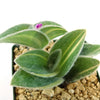 Variegated Cobweb Spiderwort - Tradescantia sillamontana Variegata