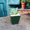 Variegated Cobweb Spiderwort - Tradescantia sillamontana Variegata
