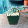 Variegated Cobweb Spiderwort - Tradescantia sillamontana Variegata