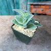 Variegated Cobweb Spiderwort - Tradescantia sillamontana Variegata