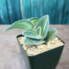 Variegated Cobweb Spiderwort - Tradescantia sillamontana Variegata
