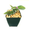 Variegated Cobweb Spiderwort - Tradescantia sillamontana Variegata