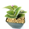 Variegated Cobweb Spiderwort - Tradescantia sillamontana Variegata