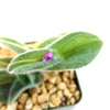 Variegated Cobweb Spiderwort - Tradescantia sillamontana Variegata