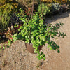 Trailing Elephant Bush - Portulacaria afra &