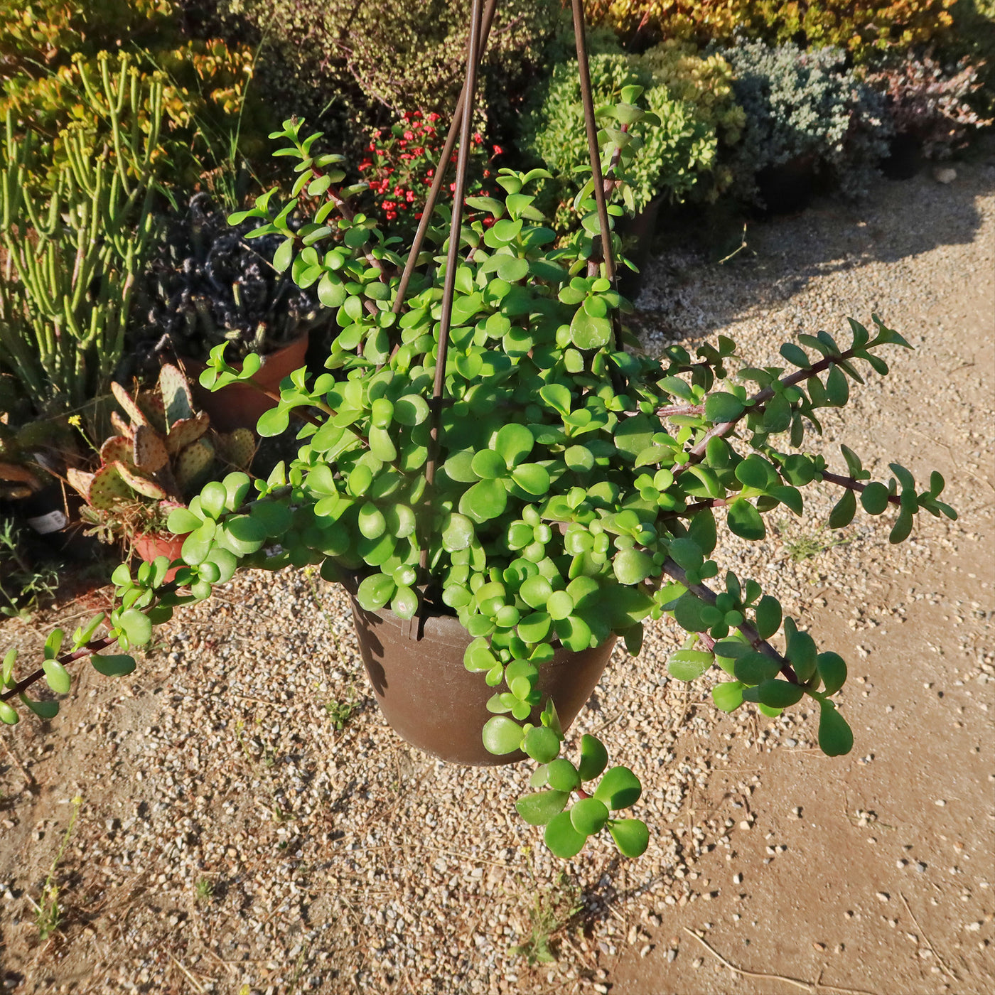 portulacaria afra care outdoors Buy 'Portulacaria afra Prostrata' Care and Growing Guide