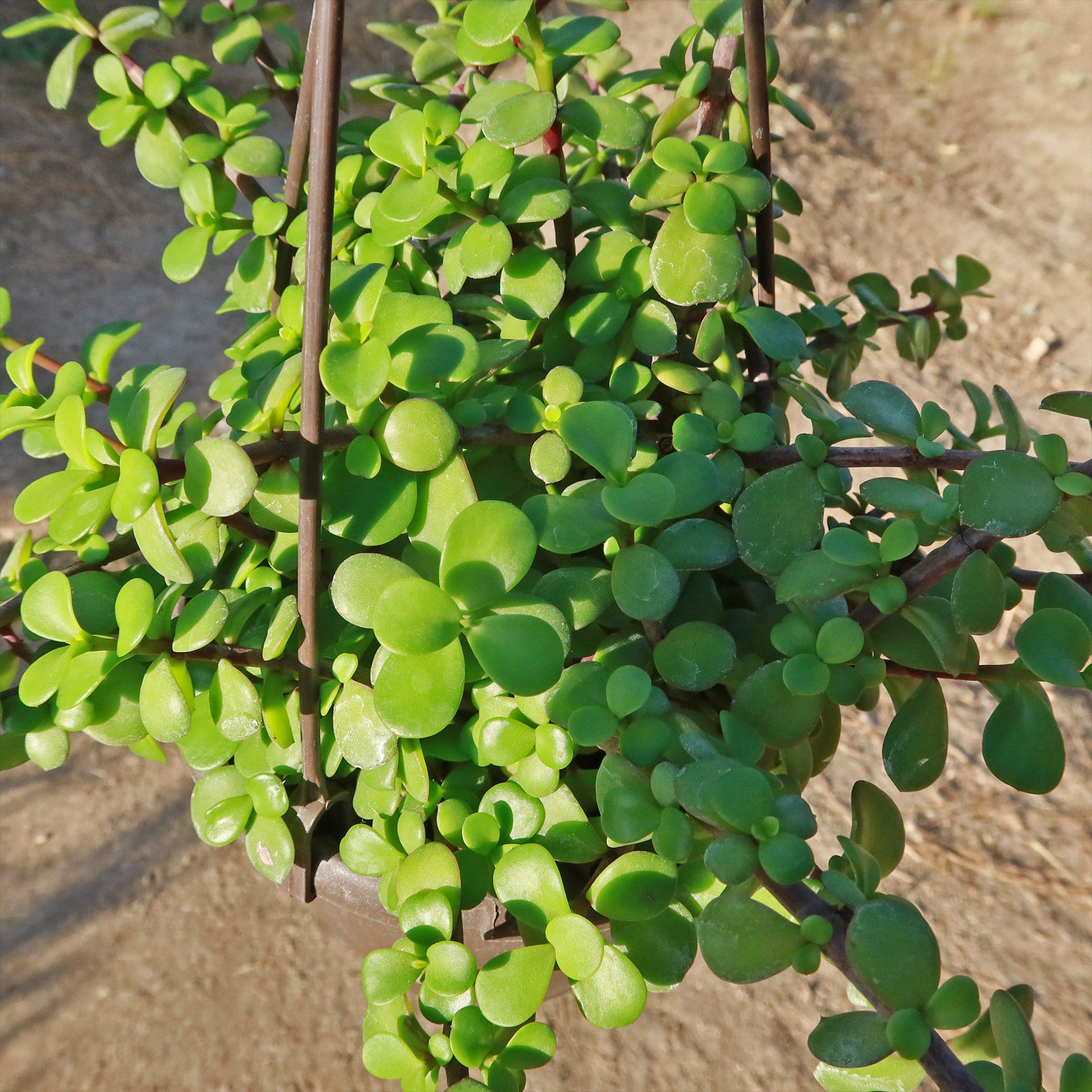 Trailing Elephant Bush - Portulacaria afra 'Prostrata'