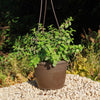 Trailing Elephant Bush - Portulacaria afra &