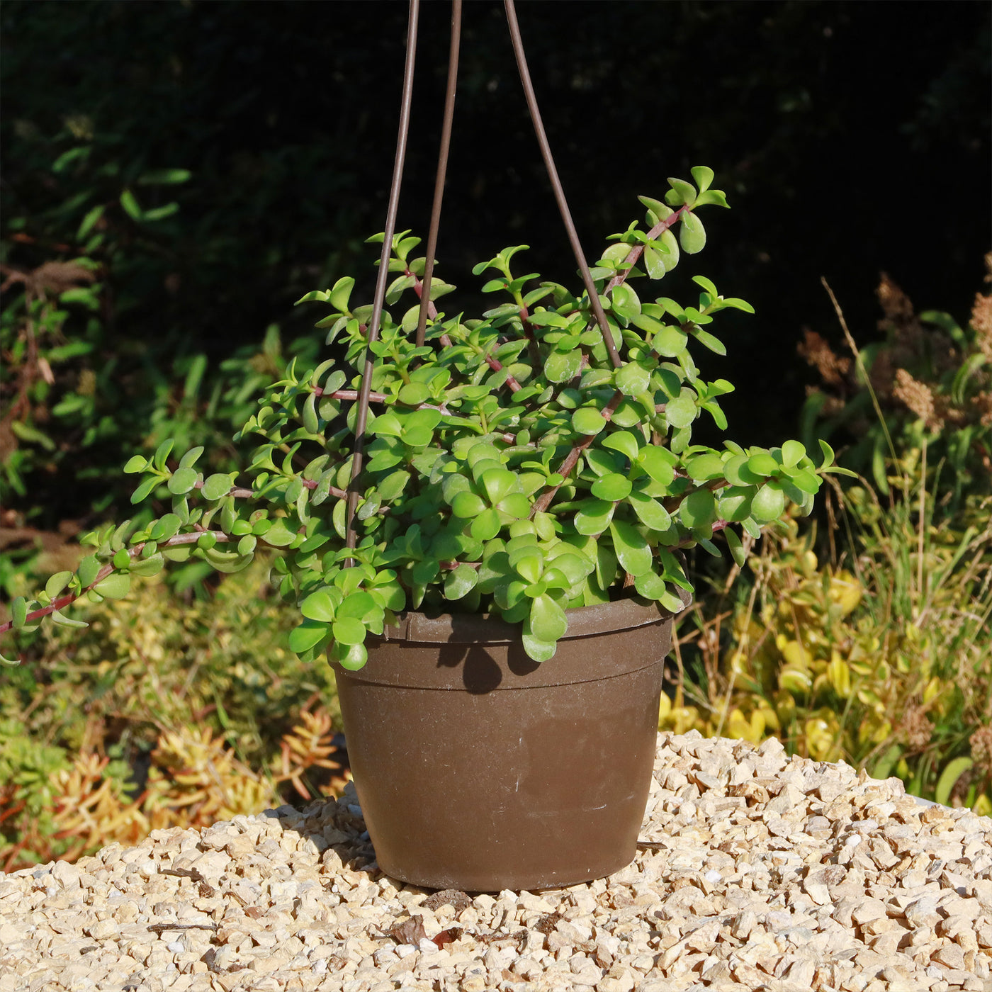 trailing elephant ear plants small Buy 'Portulacaria afra Prostrata' Care and Growing Guide