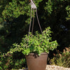 Trailing Elephant Bush - Portulacaria afra &