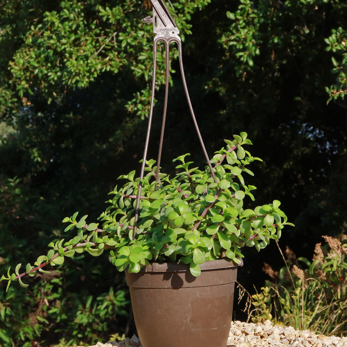 portulacaria afra prostrata cats Buy 'Portulacaria afra Prostrata' Care and Growing Guide
