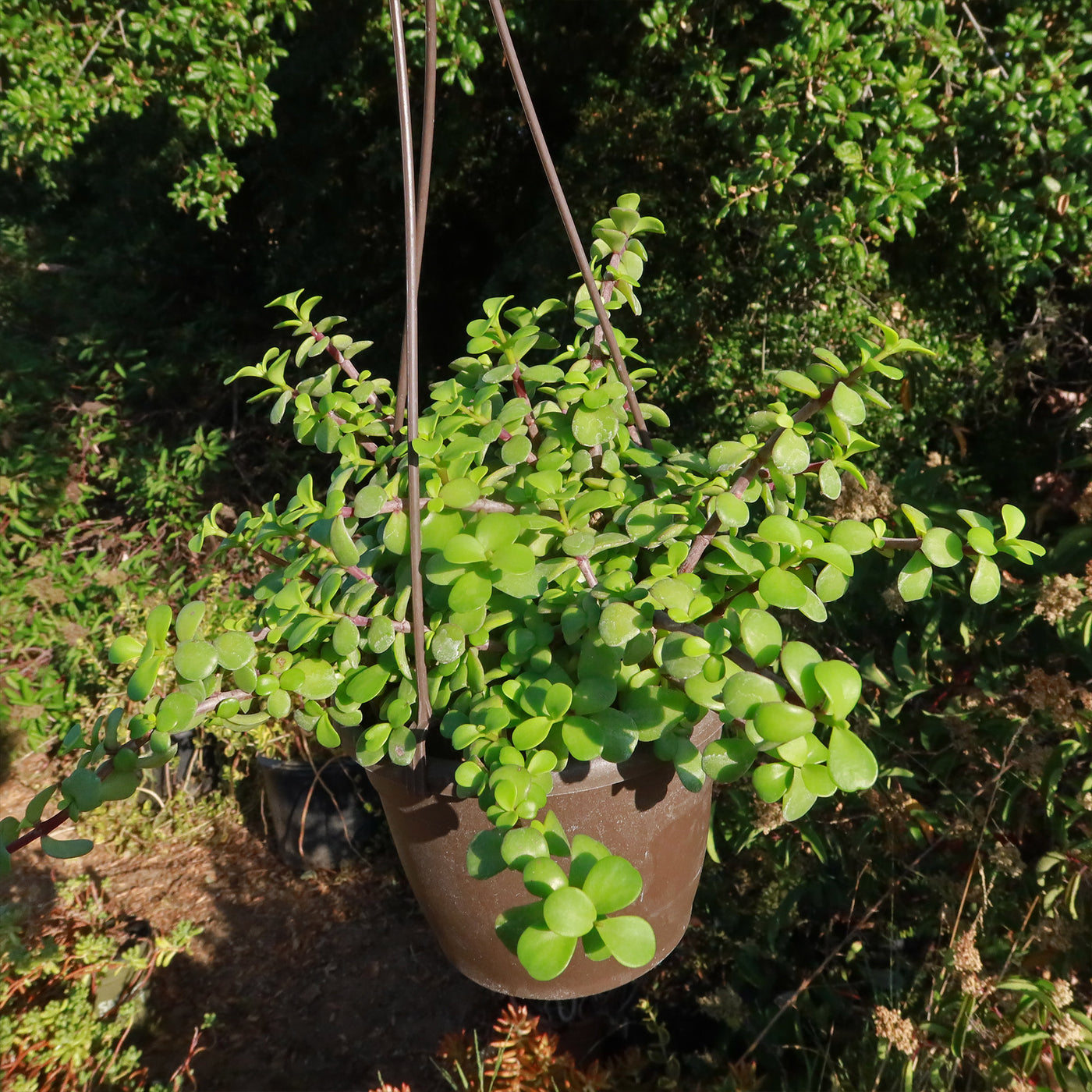 succulent with tiny round leaves Trailing Elephant Bush