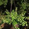 Trailing Elephant Bush - Portulacaria afra &