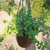 Trailing Elephant Bush - Portulacaria afra &