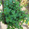 Trailing Elephant Bush - Portulacaria afra &