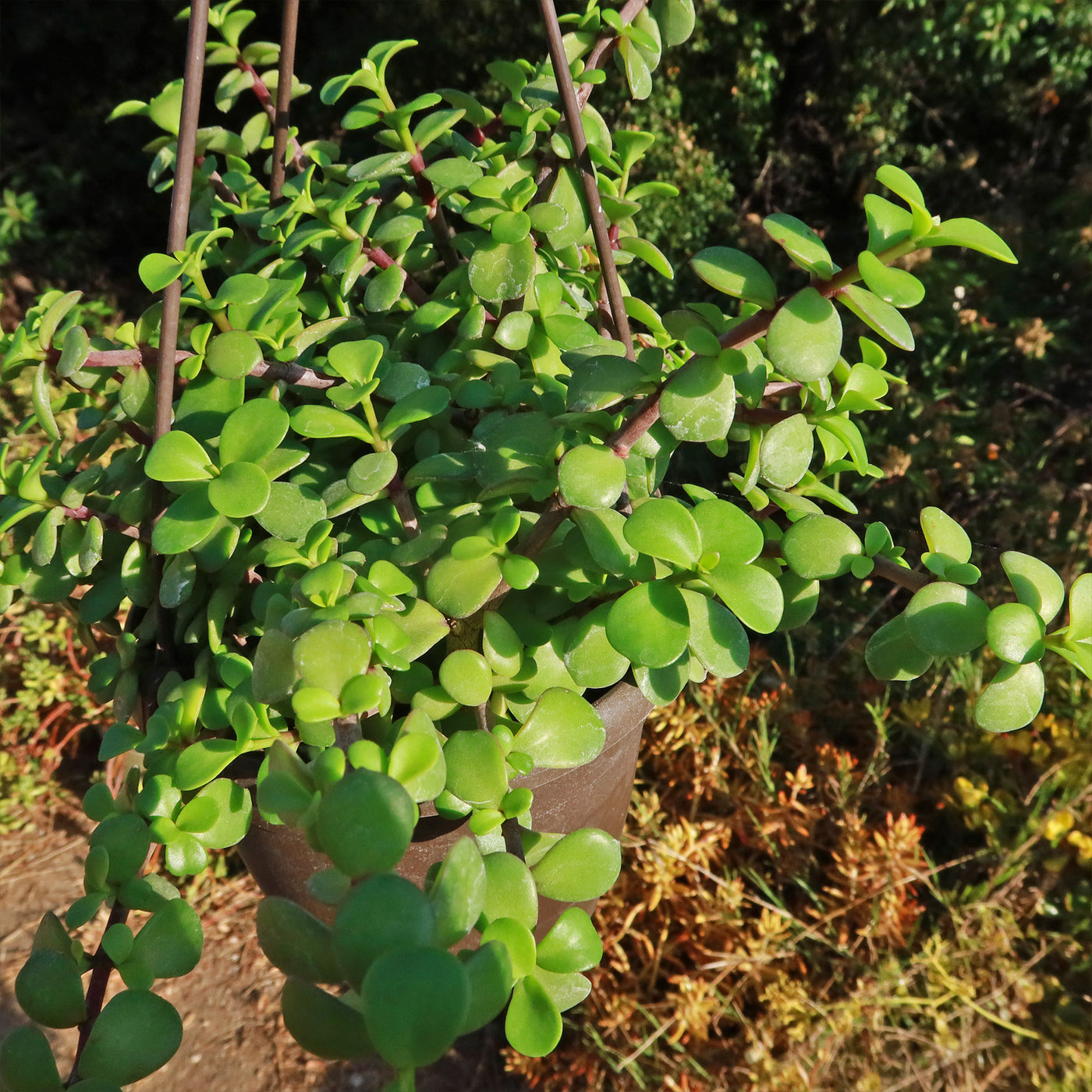 portulacaria afra prostrata cats Trailing Elephant Bush