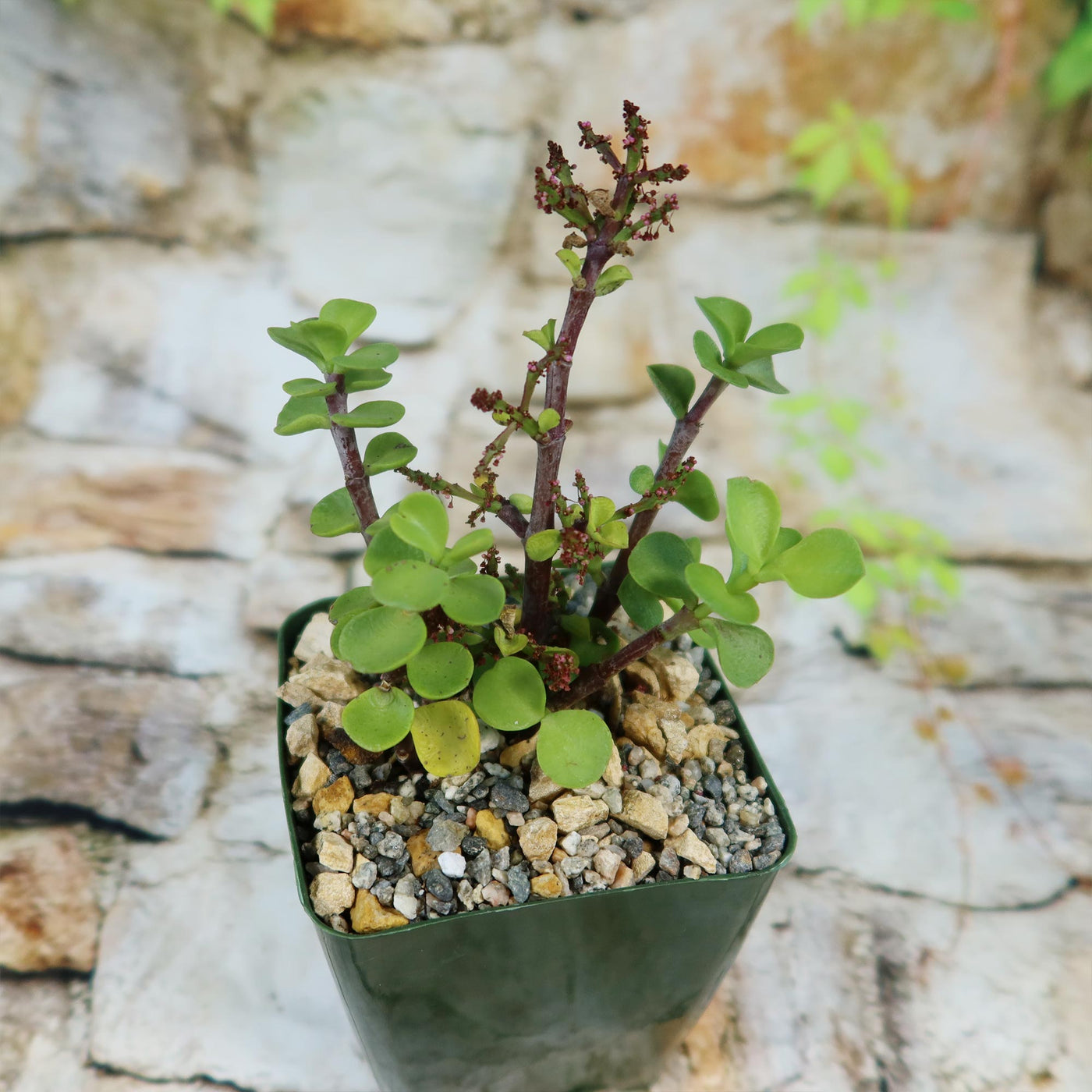 growing portulacaria afra Trailing Elephant Bush