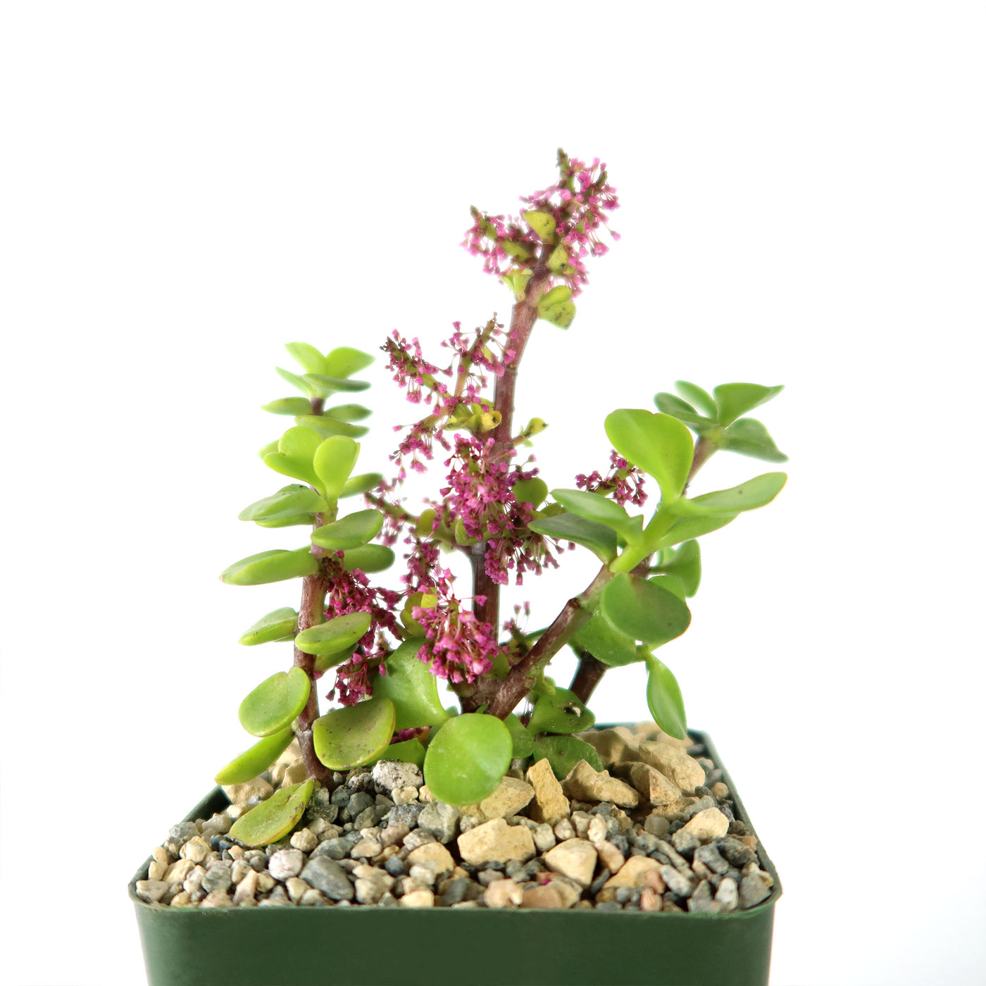 Trailing Elephant Bush - Portulacaria afra 'Prostrata'