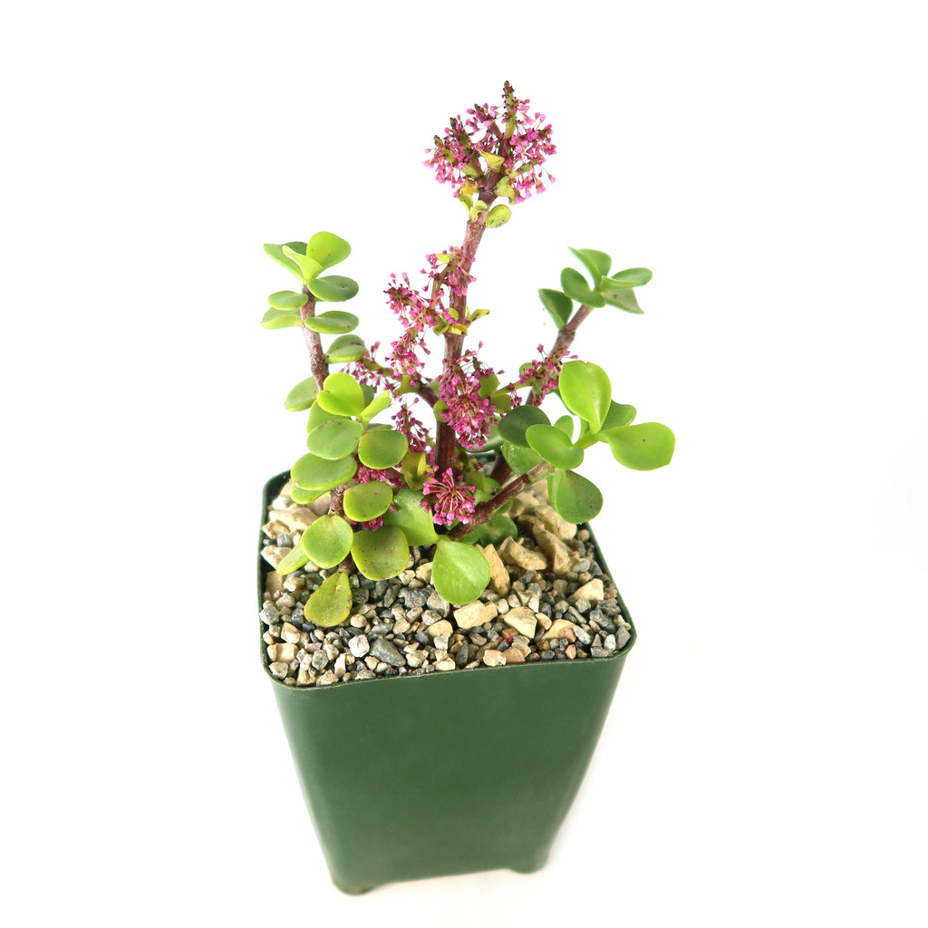 Trailing Elephant Bush - Portulacaria afra &