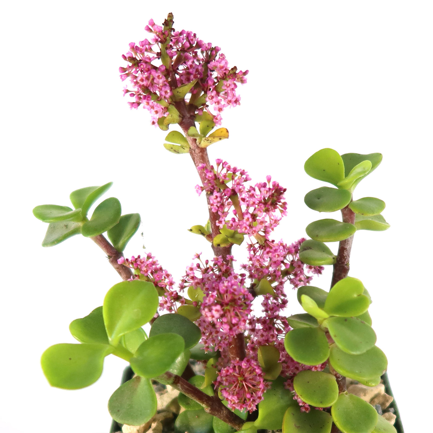 Trailing Elephant Bush - Portulacaria afra 'Prostrata'