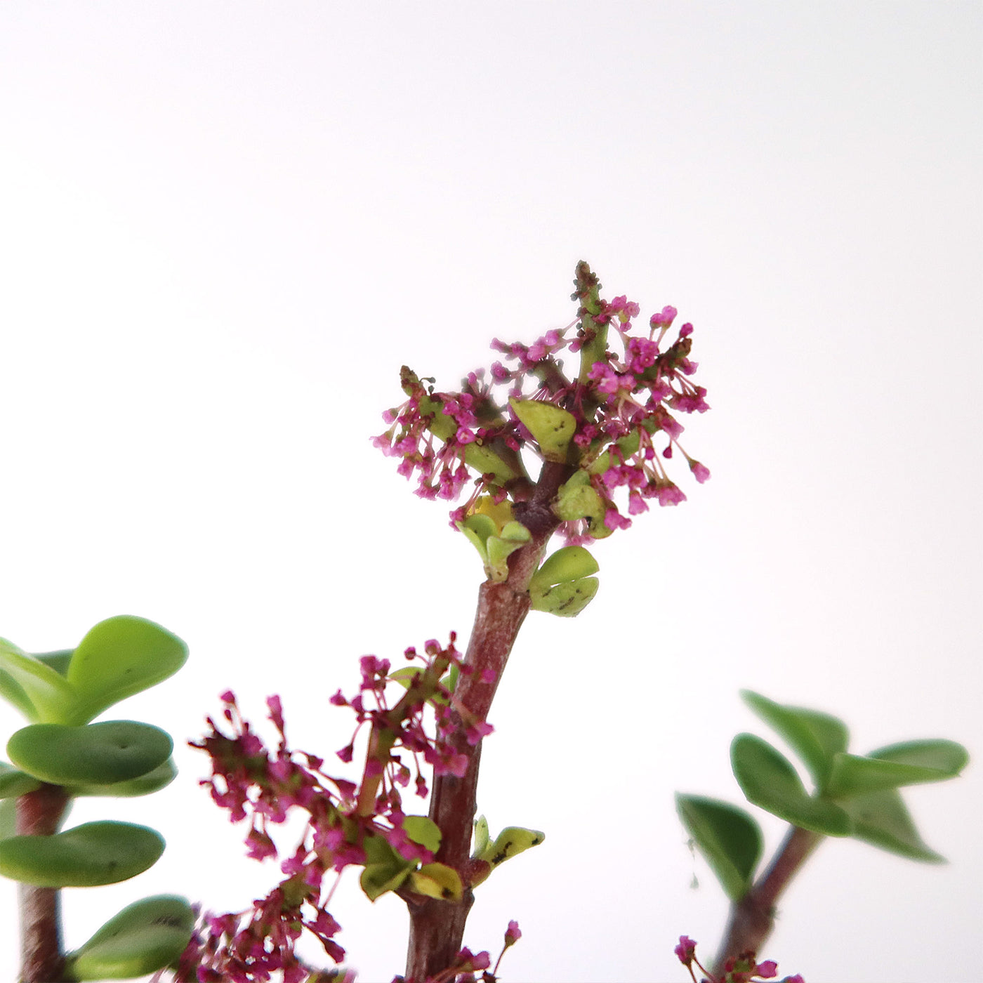 portulacaria afra prostrata cats Trailing Elephant Bush