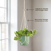 A Trailing Jade (Senecio jacobsenii) succulent in a pot hangs by macrame near a window, creating a charming display.
