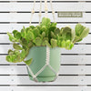 Trailing Jade (Senecio jacobsenii) in a white macrame hanger, displayed on a white slatted background, includes quality hanger.