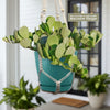 Trailing Jade (Senecio jacobsenii) in a blue pot with a white macrame hanger on a porch, sign highlights included hanger.