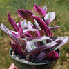 Nanouk Pink Wandering Jew &