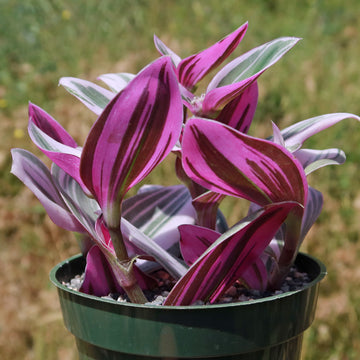 green and purple hanging plant Shop 'Nanouk Pink Wandering Jew 'Tradescantia Nanouk' Care and Info