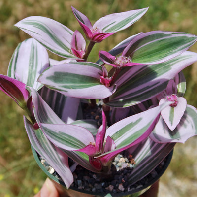 Wandering Jew - Spiderwort 'Tradescantia albiflora Nanouk'