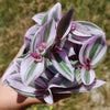 Nanouk Pink Wandering Jew &