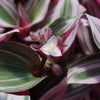 Nanouk Pink Wandering Jew &