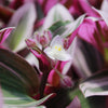 Nanouk Pink Wandering Jew &