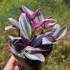 Nanouk Pink Wandering Jew &