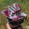 Nanouk Pink Wandering Jew &