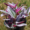 Nanouk Pink Wandering Jew &