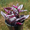 Nanouk Pink Wandering Jew &