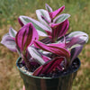 Nanouk Pink Wandering Jew &