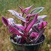 Nanouk Pink Wandering Jew &